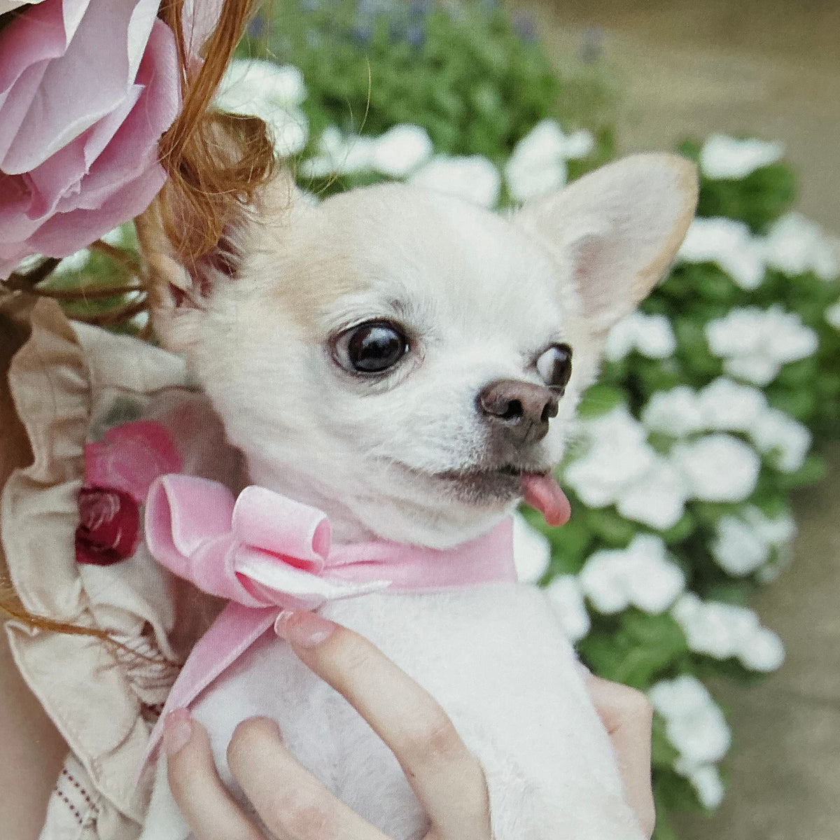 Kishin Shinoyama: Kissin' My Puppy